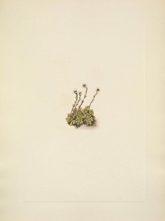 Picture of NORTH AMERICAN WILD FLOWERS 1925 - TUFTED SAXIFRAGE