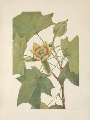 Picture of NORTH AMERICAN WILD FLOWERS 1925 - TULIPTREE