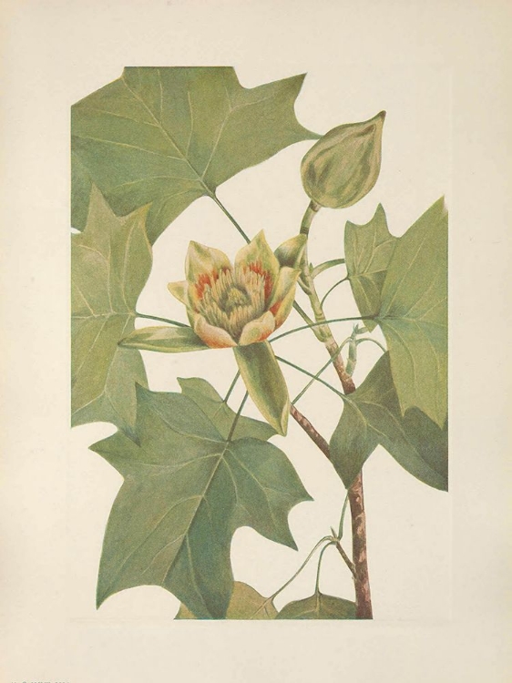 Picture of NORTH AMERICAN WILD FLOWERS 1925 - TULIPTREE