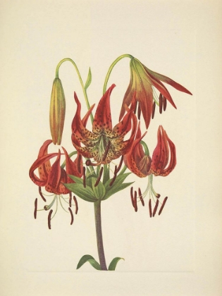 Picture of NORTH AMERICAN WILD FLOWERS 1925 - TURKSCAP LILY