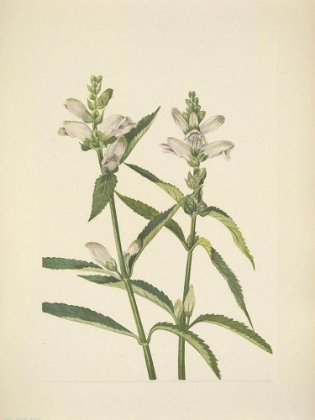 Picture of NORTH AMERICAN WILD FLOWERS 1925 - TURTLEHEAD