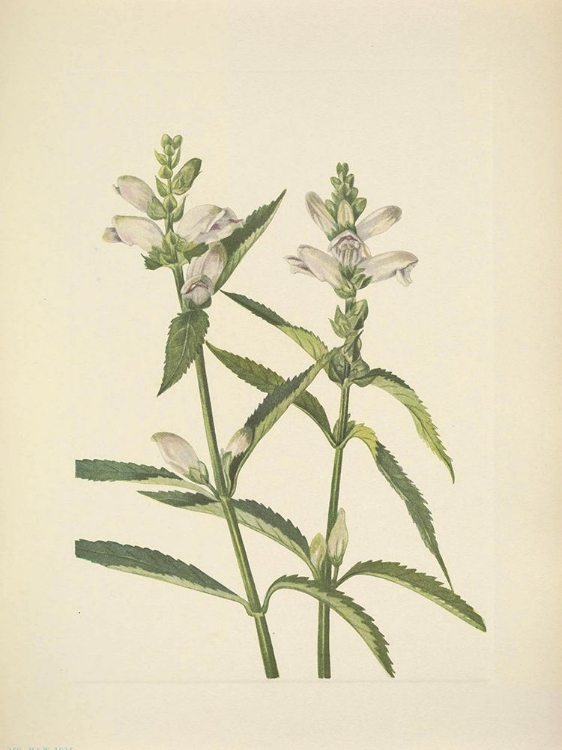Picture of NORTH AMERICAN WILD FLOWERS 1925 - TURTLEHEAD
