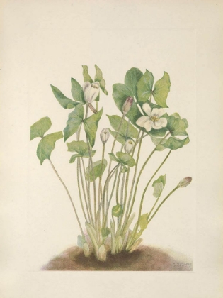 Picture of NORTH AMERICAN WILD FLOWERS 1925 - TWINLEAF