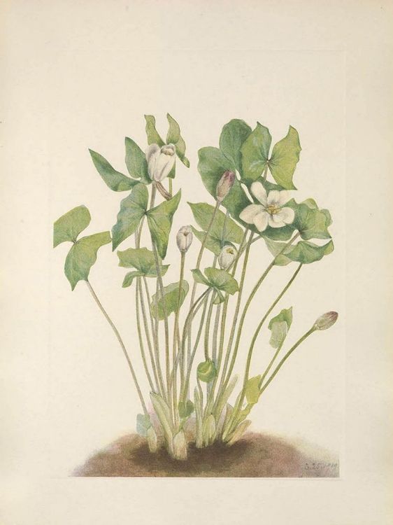 Picture of NORTH AMERICAN WILD FLOWERS 1925 - TWINLEAF