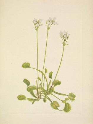 Picture of NORTH AMERICAN WILD FLOWERS 1925 - VENUS FLYTRAP