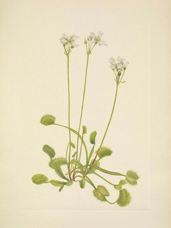 Picture of NORTH AMERICAN WILD FLOWERS 1925 - VENUS FLYTRAP