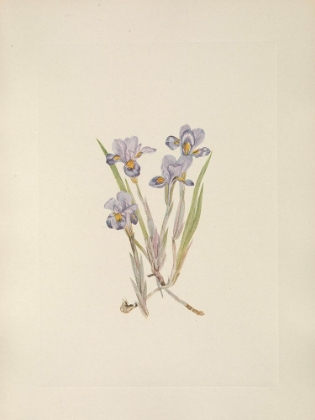 Picture of NORTH AMERICAN WILD FLOWERS 1925 - VERNAL IRIS