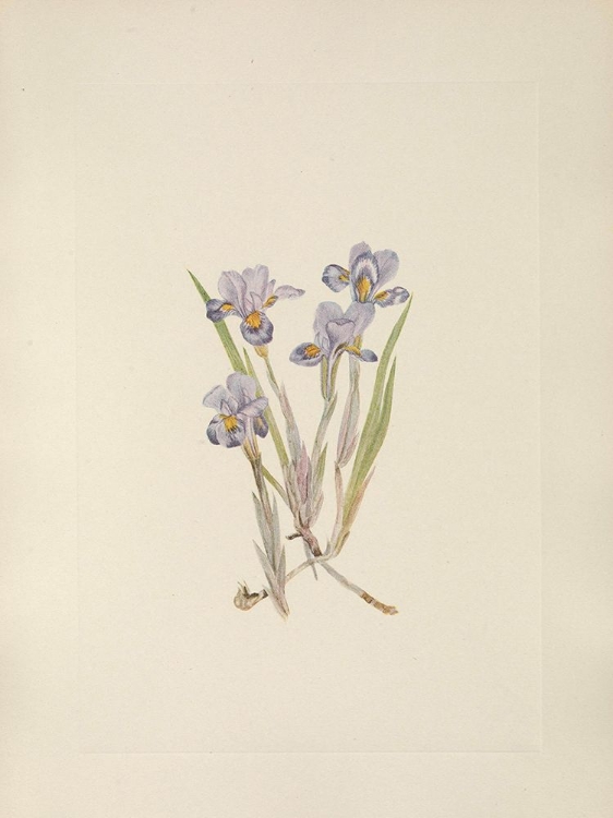 Picture of NORTH AMERICAN WILD FLOWERS 1925 - VERNAL IRIS