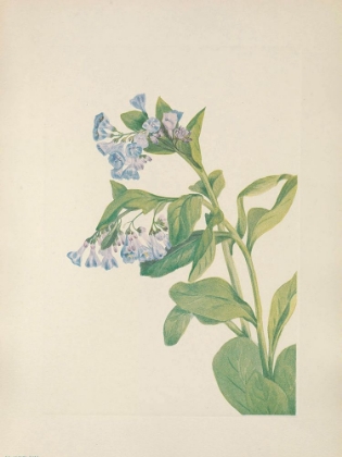Picture of NORTH AMERICAN WILD FLOWERS 1925 - VIRGINIA BLUEBELLS