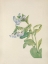 Picture of NORTH AMERICAN WILD FLOWERS 1925 - VIRGINIA BLUEBELLS