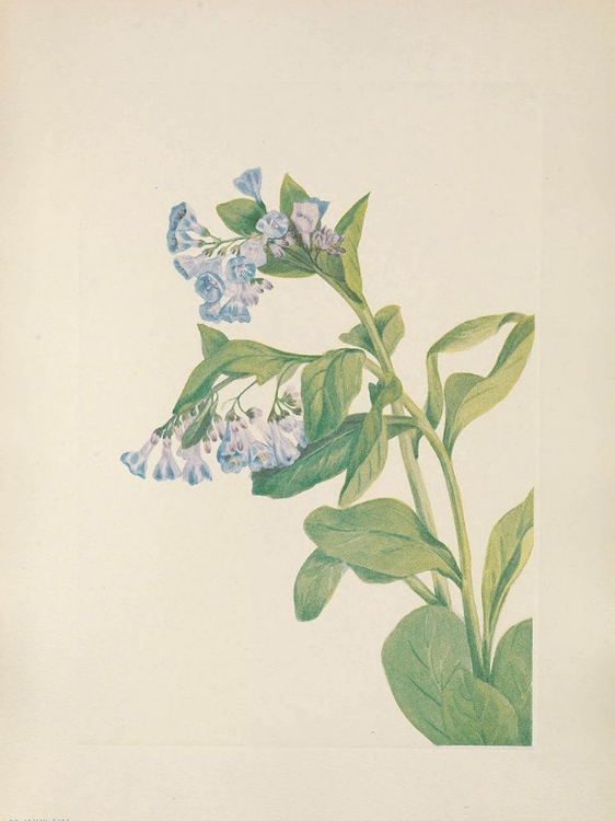 Picture of NORTH AMERICAN WILD FLOWERS 1925 - VIRGINIA BLUEBELLS