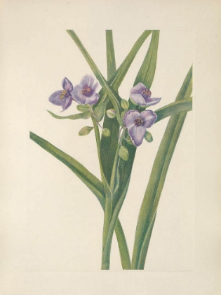 Picture of NORTH AMERICAN WILD FLOWERS 1925 - VIRGINIA SPIDERWORT