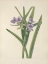 Picture of NORTH AMERICAN WILD FLOWERS 1925 - VIRGINIA SPIDERWORT