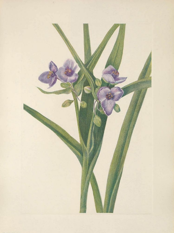 Picture of NORTH AMERICAN WILD FLOWERS 1925 - VIRGINIA SPIDERWORT