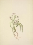 Picture of NORTH AMERICAN WILD FLOWERS 1925 - VIRGINIA SPRINGBEAUTY