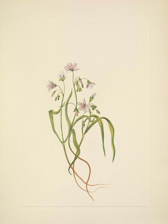 Picture of NORTH AMERICAN WILD FLOWERS 1925 - VIRGINIA SPRINGBEAUTY