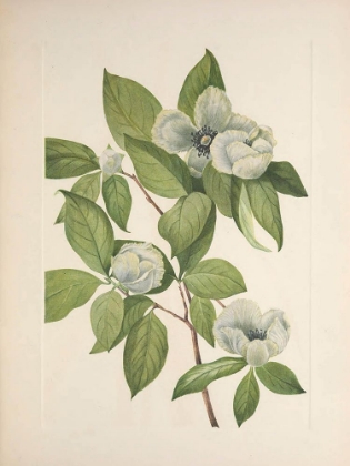 Picture of NORTH AMERICAN WILD FLOWERS 1925 - VIRGINIA STEWARTIA