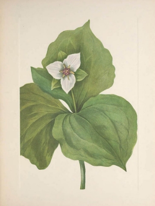 Picture of NORTH AMERICAN WILD FLOWERS 1925 - WAX TRILLIUM