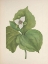 Picture of NORTH AMERICAN WILD FLOWERS 1925 - WAX TRILLIUM