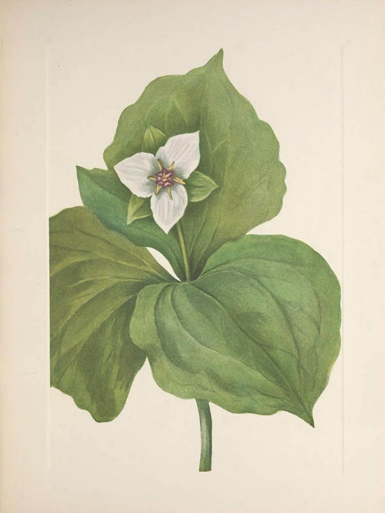 Picture of NORTH AMERICAN WILD FLOWERS 1925 - WAX TRILLIUM