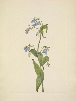 Picture of NORTH AMERICAN WILD FLOWERS 1925 - WESTERN BLUEBELLS