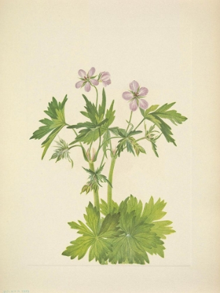 Picture of NORTH AMERICAN WILD FLOWERS 1925 - WESTERN CRANESBILL