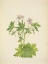 Picture of NORTH AMERICAN WILD FLOWERS 1925 - WESTERN CRANESBILL