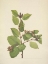Picture of NORTH AMERICAN WILD FLOWERS 1925 - WESTERN GREEN ALDER