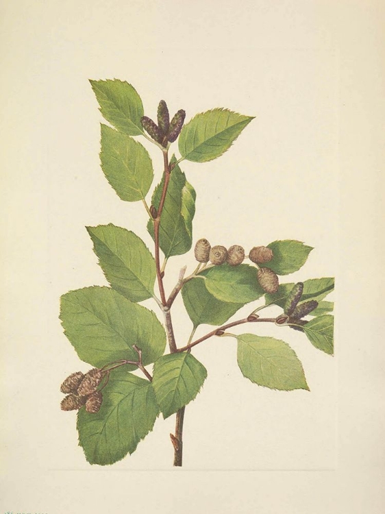 Picture of NORTH AMERICAN WILD FLOWERS 1925 - WESTERN GREEN ALDER