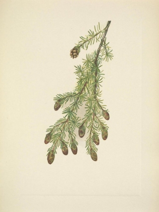Picture of NORTH AMERICAN WILD FLOWERS 1925 - WESTERN HEMLOCK