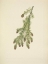 Picture of NORTH AMERICAN WILD FLOWERS 1925 - WESTERN HEMLOCK