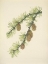 Picture of NORTH AMERICAN WILD FLOWERS 1925 - WESTERN LARCH
