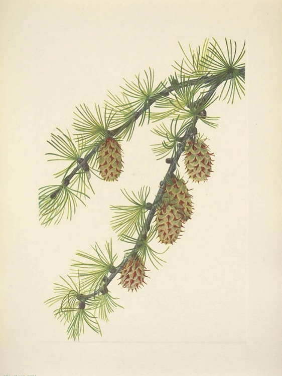 Picture of NORTH AMERICAN WILD FLOWERS 1925 - WESTERN LARCH