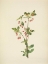 Picture of NORTH AMERICAN WILD FLOWERS 1925 - WESTERN MENZIESIA