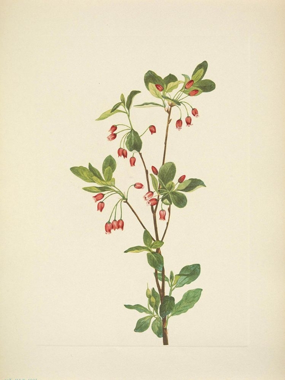Picture of NORTH AMERICAN WILD FLOWERS 1925 - WESTERN MENZIESIA