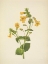 Picture of NORTH AMERICAN WILD FLOWERS 1925 - WESTERN MONKEYFLOWER