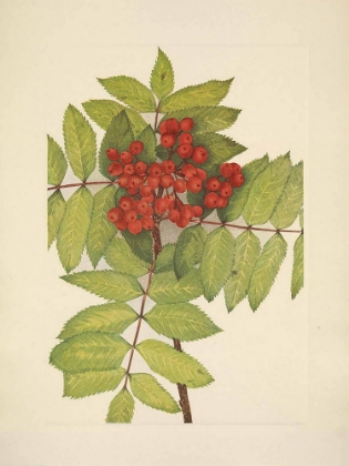 Picture of NORTH AMERICAN WILD FLOWERS 1925 - WESTERN MOUNTAIN-ASH