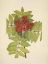 Picture of NORTH AMERICAN WILD FLOWERS 1925 - WESTERN MOUNTAIN-ASH