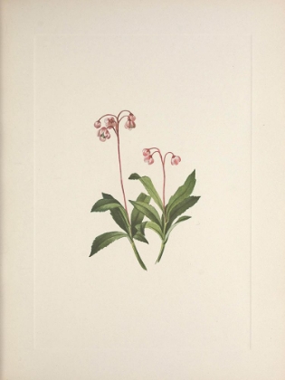 Picture of NORTH AMERICAN WILD FLOWERS 1925 - WESTERN PIPSISSEWA