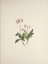 Picture of NORTH AMERICAN WILD FLOWERS 1925 - WESTERN PIPSISSEWA