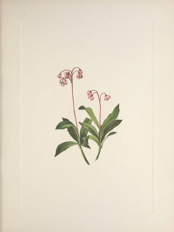 Picture of NORTH AMERICAN WILD FLOWERS 1925 - WESTERN PIPSISSEWA