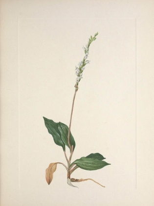 Picture of NORTH AMERICAN WILD FLOWERS 1925 - WESTERN RATTLESNAKEPLANTAIN