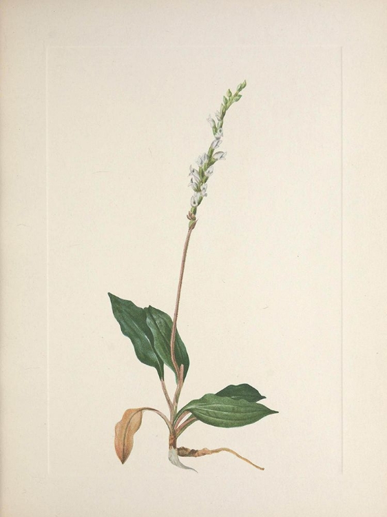 Picture of NORTH AMERICAN WILD FLOWERS 1925 - WESTERN RATTLESNAKEPLANTAIN