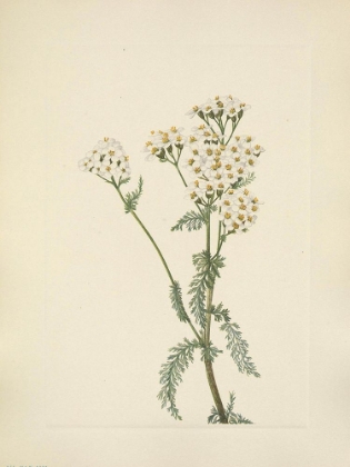 Picture of NORTH AMERICAN WILD FLOWERS 1925 - WESTERN YARROW