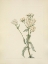 Picture of NORTH AMERICAN WILD FLOWERS 1925 - WESTERN YARROW