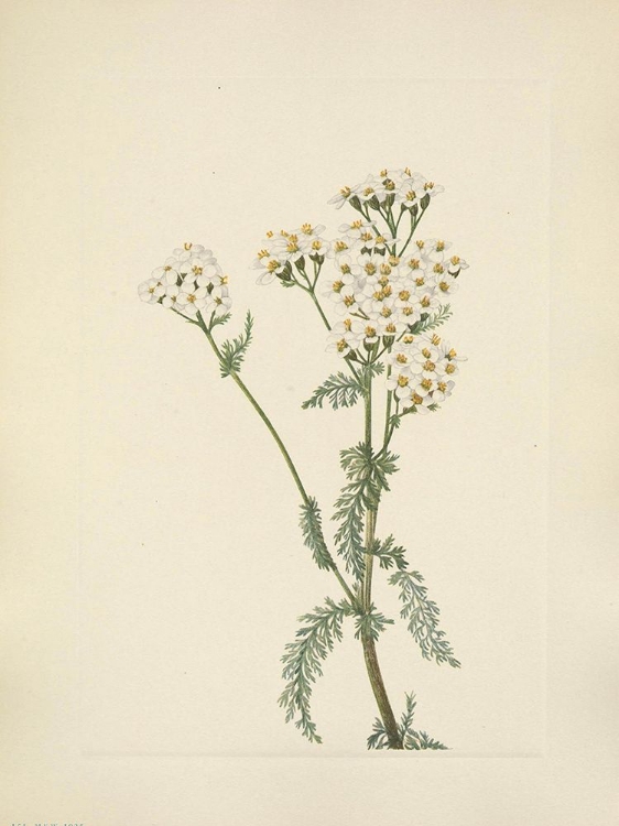 Picture of NORTH AMERICAN WILD FLOWERS 1925 - WESTERN YARROW