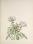 Picture of NORTH AMERICAN WILD FLOWERS 1925 - WHITE DAWNROSE