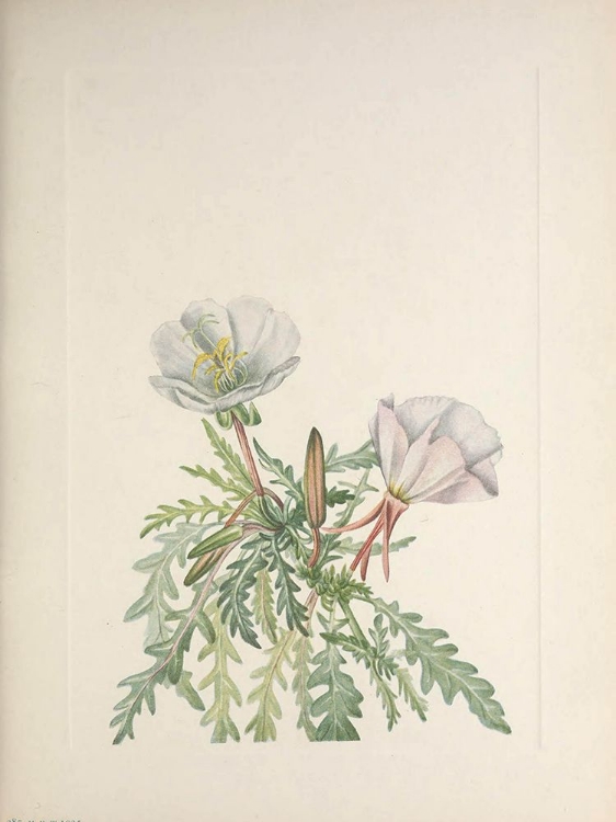 Picture of NORTH AMERICAN WILD FLOWERS 1925 - WHITE DAWNROSE