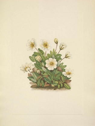 Picture of NORTH AMERICAN WILD FLOWERS 1925 - WHITE DRYAD FLOWER
