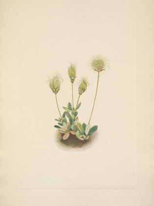 Picture of NORTH AMERICAN WILD FLOWERS 1925 - WHITE DRYAD FRUIT